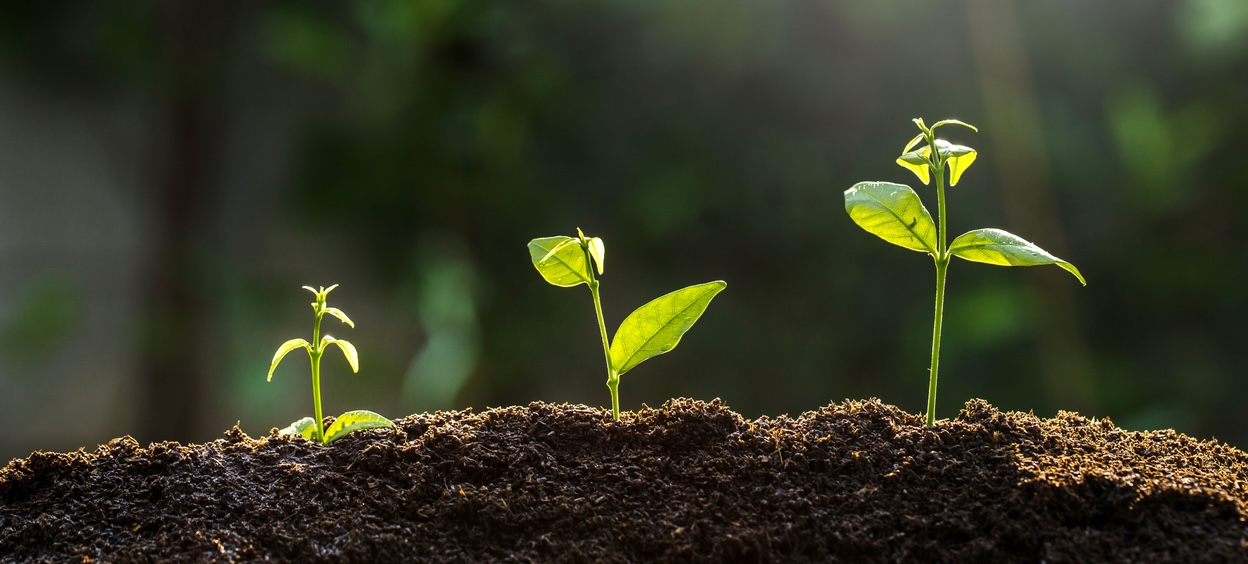 Three seedlings growing in a row, showing progressive stages of growth from a small sprout to a taller plant, with sunlight shining from above.